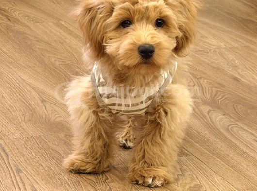 Maltipoo
