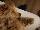 Maltipoo