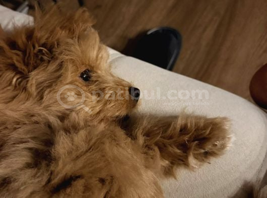Maltipoo görsel
