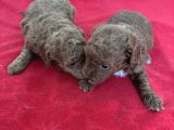 T Cup Toy Poodle Bebekleri̇m