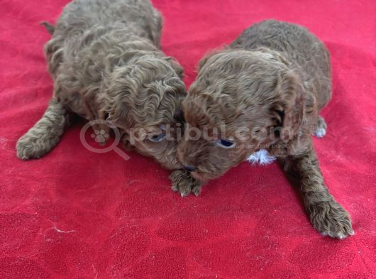 T Cup Toy Poodle Bebekleri̇m görsel