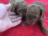 T Cup Toy Poodle Bebekleri̇m