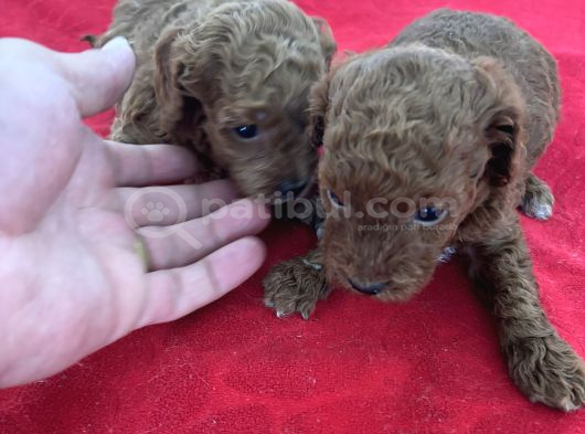 T Cup Toy Poodle Bebekleri̇m görsel