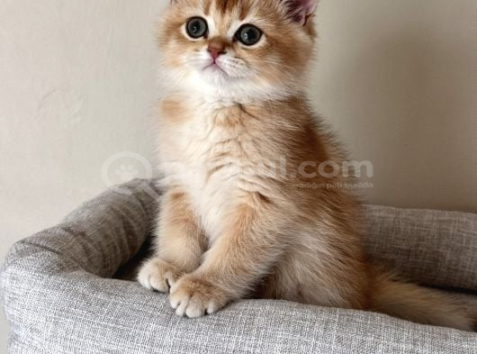 Safkan British Golden Yavrular görsel