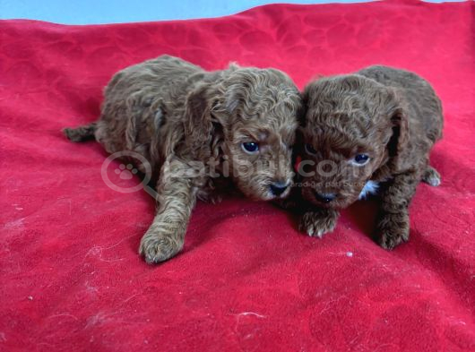 T Cup Toy Poodle Bebekleri̇m