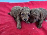 T Cup Toy Poodle Bebekleri̇m