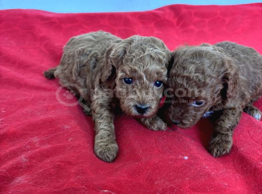 T Cup Toy Poodle Bebekleri̇m görsel