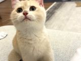 British Shorthair Ay Golden