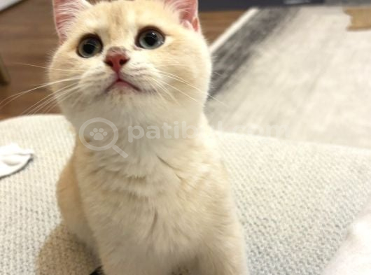 British Shorthair Ay Golden