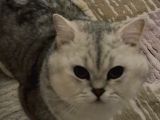 british shorthair ücretsiz sahiplendirme
