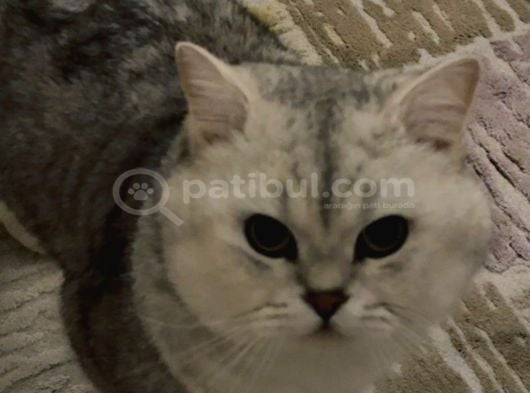 British Shorthair Ücretsiz Sahiplendirme