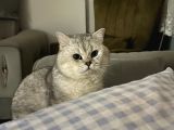 British Shorthair Ücretsiz Sahiplendirme