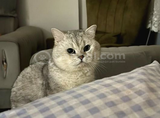 British Shorthair Ücretsiz Sahiplendirme görsel