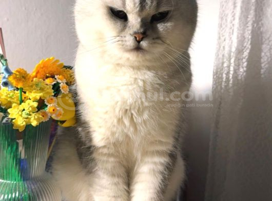 British Shorthair Ücretsiz Sahiplendirme görsel