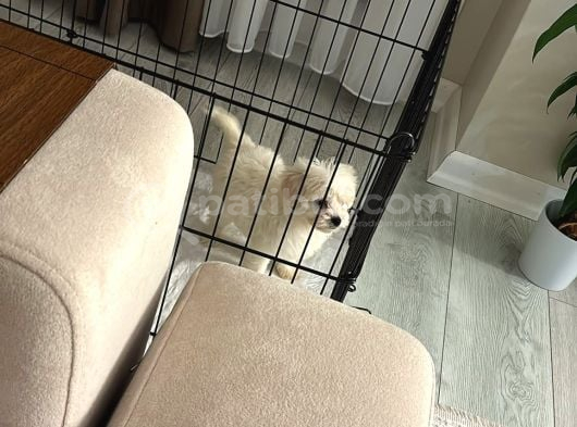2 Aylık Dişi Maltese görsel