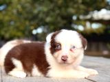 Elit Kalitede Border Collie Yavruları