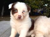 Elit Kalitede Border Collie Yavruları