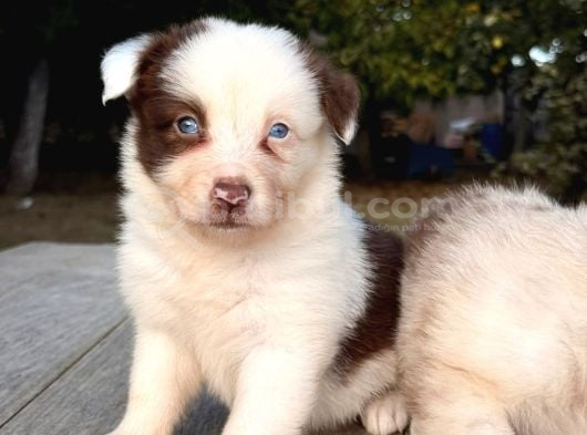 Elit Kalitede Border Collie Yavruları görsel