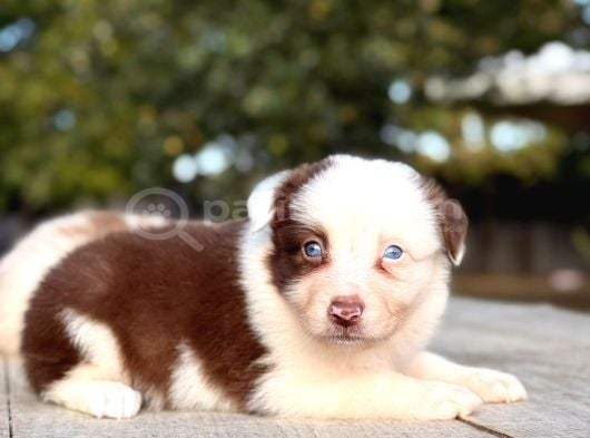 Border Collie Yavrularımız görsel
