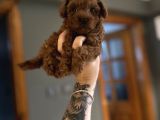 Ruhsatlı Üreticiden Toy Poodle Yavruları