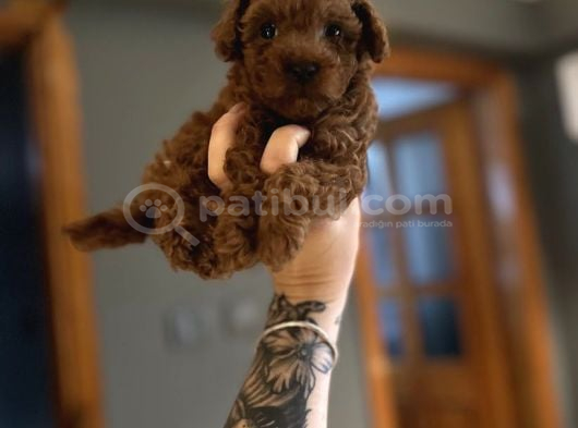 Ruhsatlı Üreticiden Toy Poodle Yavruları
