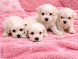 Maltese Terier Minikler