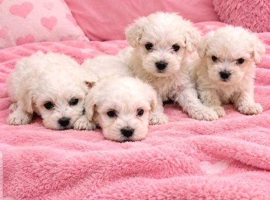 Maltese terier minikler