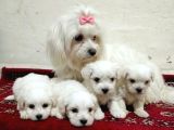Maltese Terier Minikler