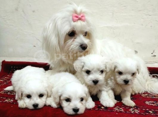 Maltese Terier Minikler görsel