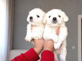 Maltese Terier Minikler