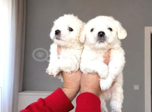 Maltese Terier Minikler görsel