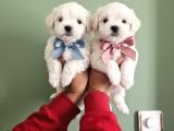 Maltese Terier Minikler