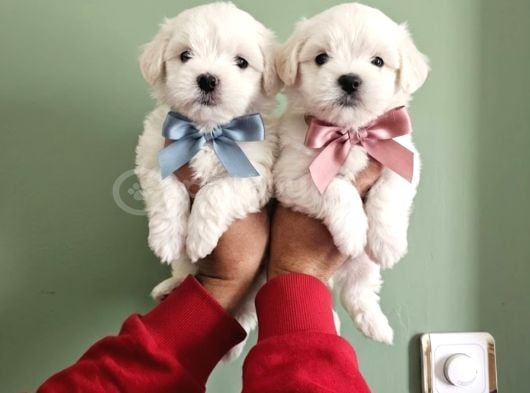Maltese Terier Minikler görsel