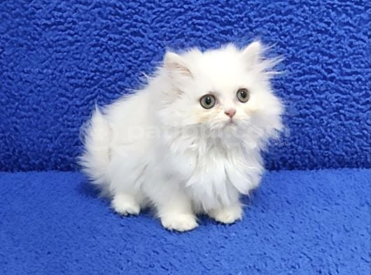 Long Hair  Yavrumuz Teslime Hazırdır Mükemmel Güzellik görsel