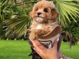 Efsane Güzel Tea Cup Malti̇poo Yavrulari̇ Istanbul