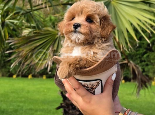 Efsane Güzel Tea Cup Malti̇poo Yavrulari̇ Istanbul görsel