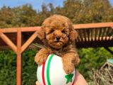 Tea Cup Red Brown Toy Poodle Yavruları