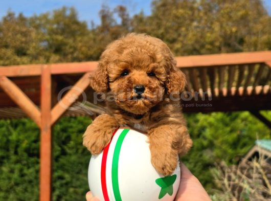 Tea Cup Red Brown Toy Poodle Yavruları görsel