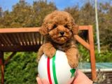 Tea Cup Red Brown Toy Poodle Yavruları