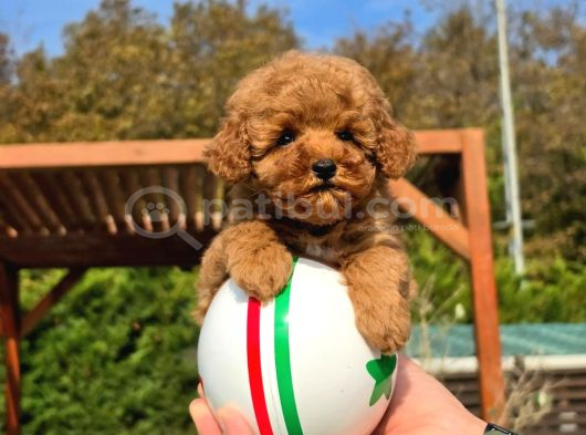 Tea Cup Red Brown Toy Poodle Yavruları