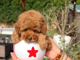 Tea Cup Red Brown Toy Poodle Yavruları
