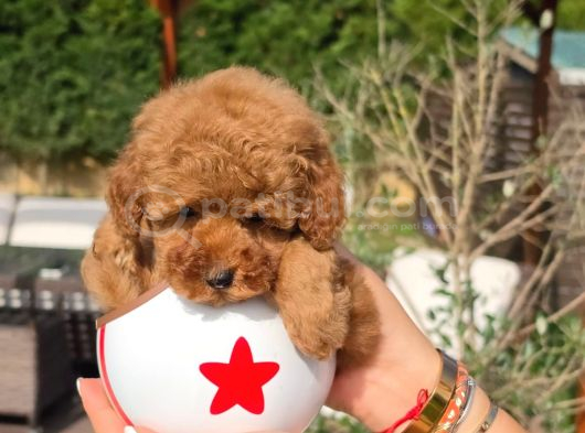 Tea Cup Red Brown Toy Poodle Yavruları görsel
