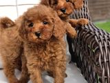 Red Brown Toy Poodle Yavruları İstanbul