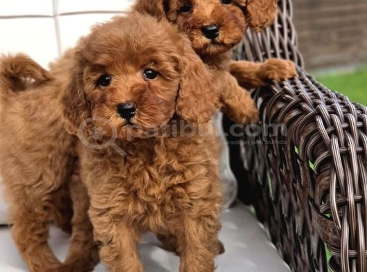 Red Brown Toy Poodle Yavruları İstanbul görsel