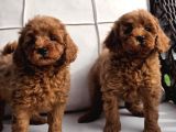Red Brown Toy Poodle Yavruları İstanbul
