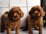 Red Brown Toy Poodle Yavruları İstanbul