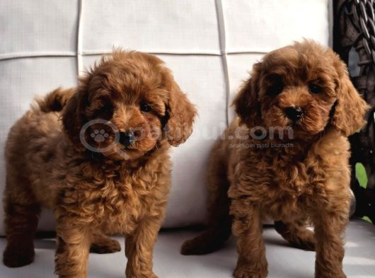 Red Brown Toy Poodle Yavruları İstanbul görsel