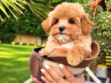 Efsane Güzel Tea Cup Malti̇poo Yavrulari̇ Istanbul