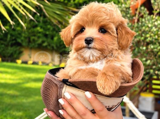 Efsane Güzel Tea Cup Malti̇poo Yavrulari̇ Istanbul
