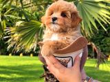Efsane Güzel Tea Cup Malti̇poo Yavrulari̇ Istanbul